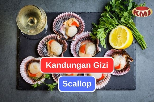 Kandungan Nutrisi yang Terkandung dalam Scallop